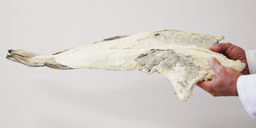 Aspeto de um bacalhau bem seco.